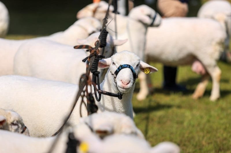 Se viene la 47ª Expointer que enfatiza la fortaleza y superación de Rio Grande do Sul.
