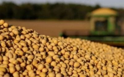 A julio, Paraguay exportó soja en grano por 6,3 millones de toneladas.