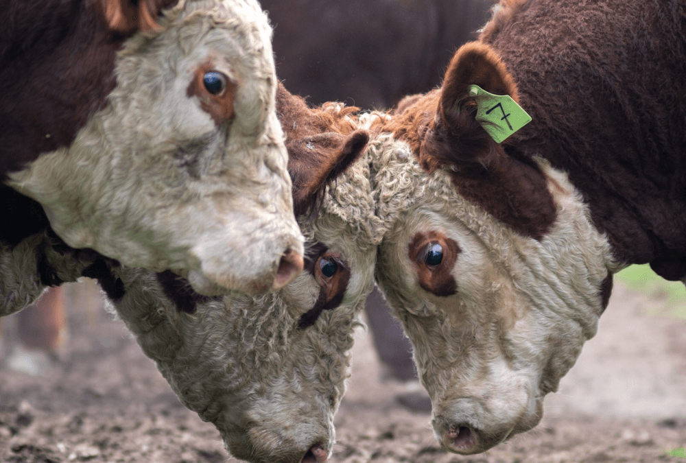 En agosto jordana sobre control de la garrapata.