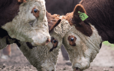 En agosto jordana sobre control de la garrapata.