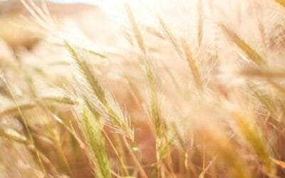 Brasil sin trigo y precios que podría consolidar al alza.