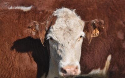 SNIG anuncia mejoras en entrega de caravanas y registro en línea de animales.