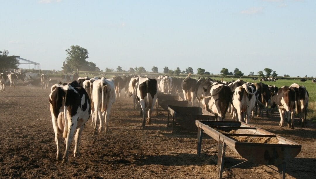 Las condiciones climáticas en América del Sur favorecen la producción de leche