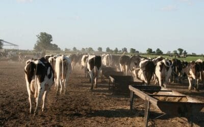 Las condiciones climáticas en América del Sur favorecen la producción de leche