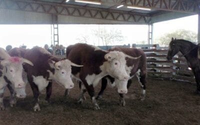 Ricardo Bachino Grosso tuvo firmeza en la pista de Ortíz.