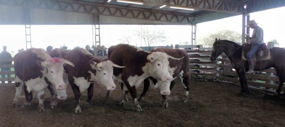 Ricardo Bachino Grosso tuvo firmeza en la pista de Ortíz.