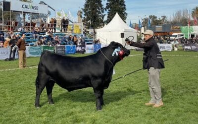 Detalle del programa Angus en la Expo Prado.