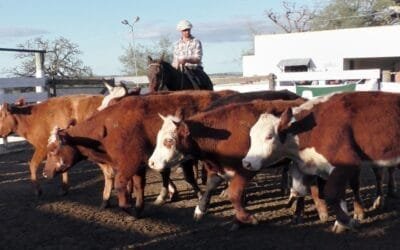 Pedro Clavijo Negocios Rurales tuvo interesantes valores y mercado muy dinámico en El Soldado.