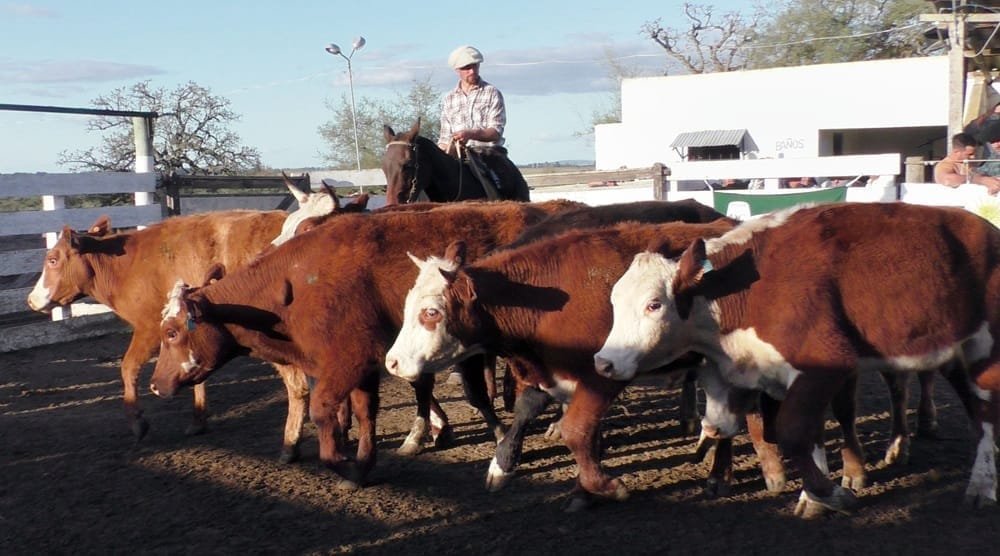 Pedro Clavijo Negocios Rurales tuvo interesantes valores y mercado muy dinámico en El Soldado.
