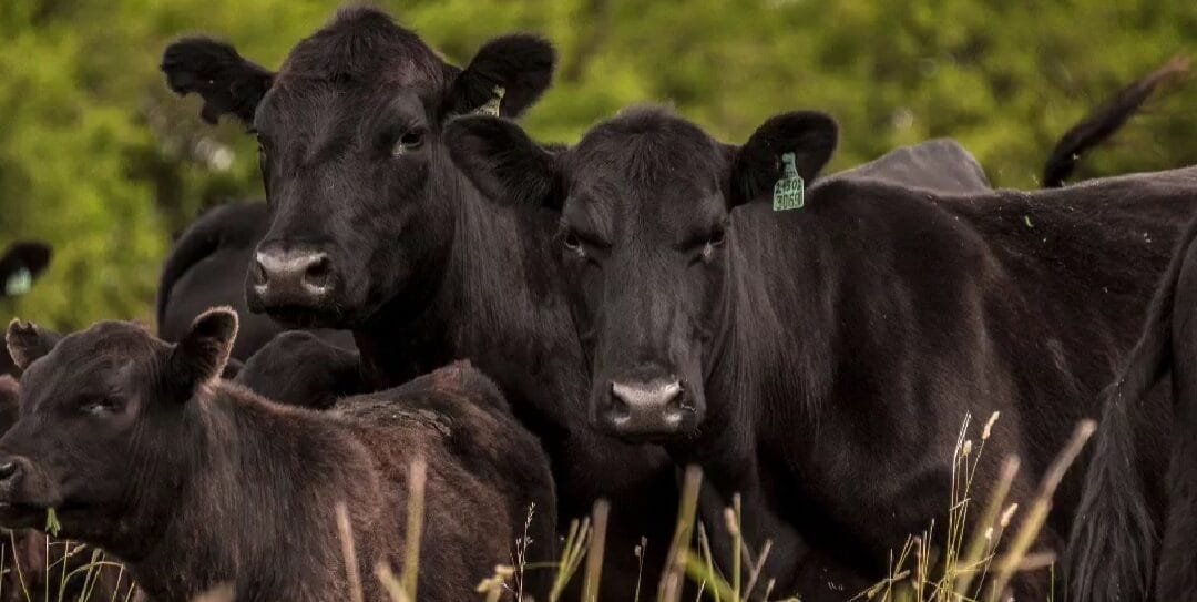 Plaza Rural vendió más de 15.617 vacunos.