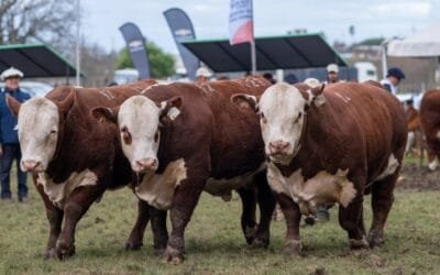 Actividades de Hereford Uruguay en la Expo Prado 2024.
