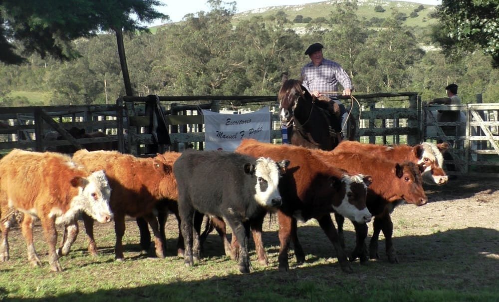 Con agilidad y buenos valores surtida oferta se despachó Manuel F. Porta.