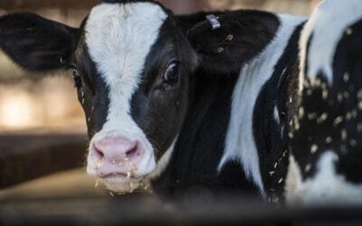 Investigadores de la Universidad de California: orujo de uva reduce emisiones en vacas lecheras.