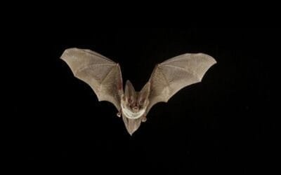 Los murciélagos, especialistas en el control biológico de plagas.