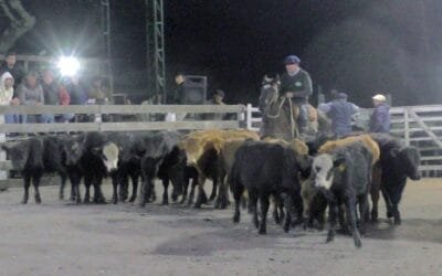 Montero & Fernández: pista firme, muy buenos promedios y colocaciones totales en Campanero.