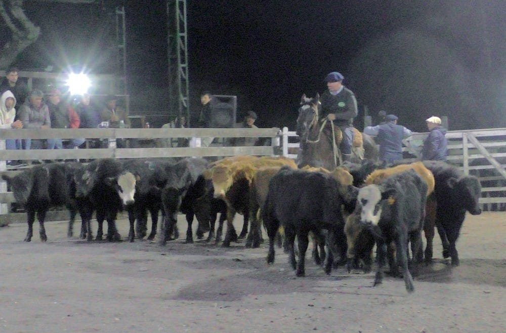 Montero & Fernández: pista firme, muy buenos promedios y colocaciones totales en Campanero.