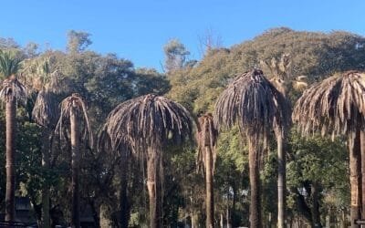 Estudiantes canarios cran dispositivo que detecta presencia del picudo rojo en palmeras.