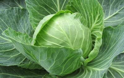 La abundancia de hortalizas de hoja evidencia la cercanía de la primavera