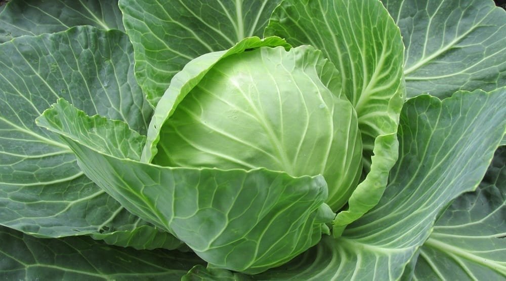 La abundancia de hortalizas de hoja evidencia la cercanía de la primavera