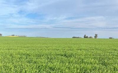 Estado de los cultivos para despedirse de agosto y recibir setiembre.