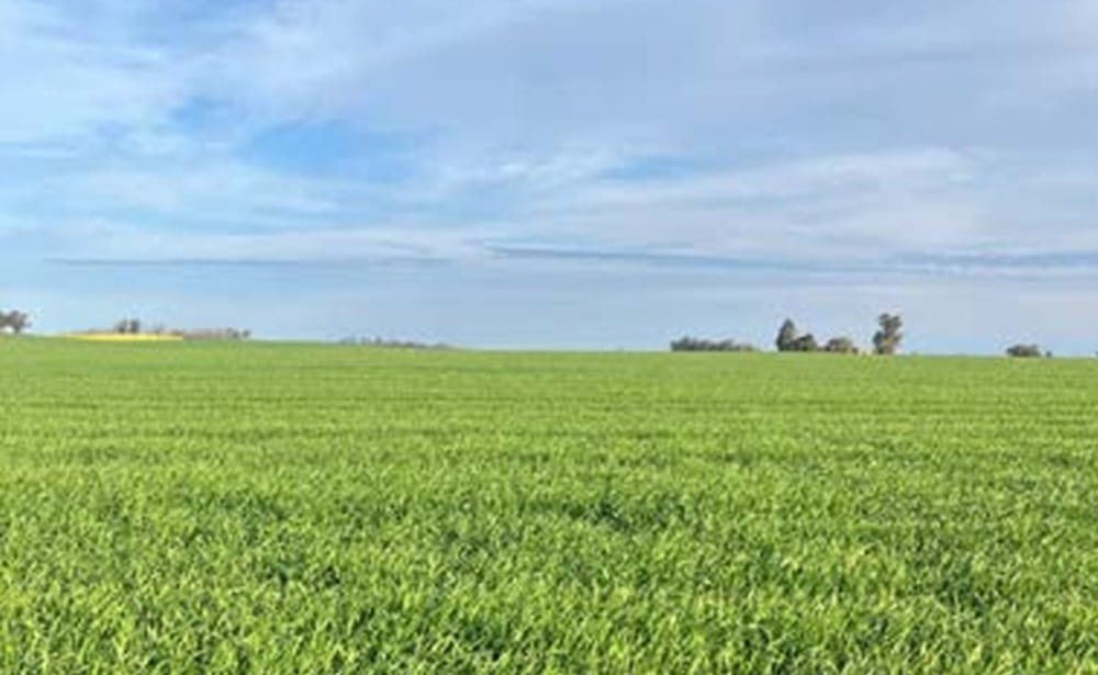 Estado de los cultivos para despedirse de agosto y recibir setiembre.