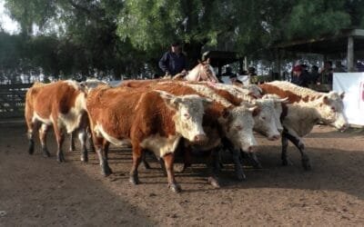 Escritorio Cuchilla de Silvera SRL y Gustavo Basso Negocios Rurales, tuvieron un mercado muy dinámico.