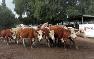 Cuchilla de Silvera SRL y Gustavo Basso Negocios Rurales: firmeza y valores destacados para surtida oferta.