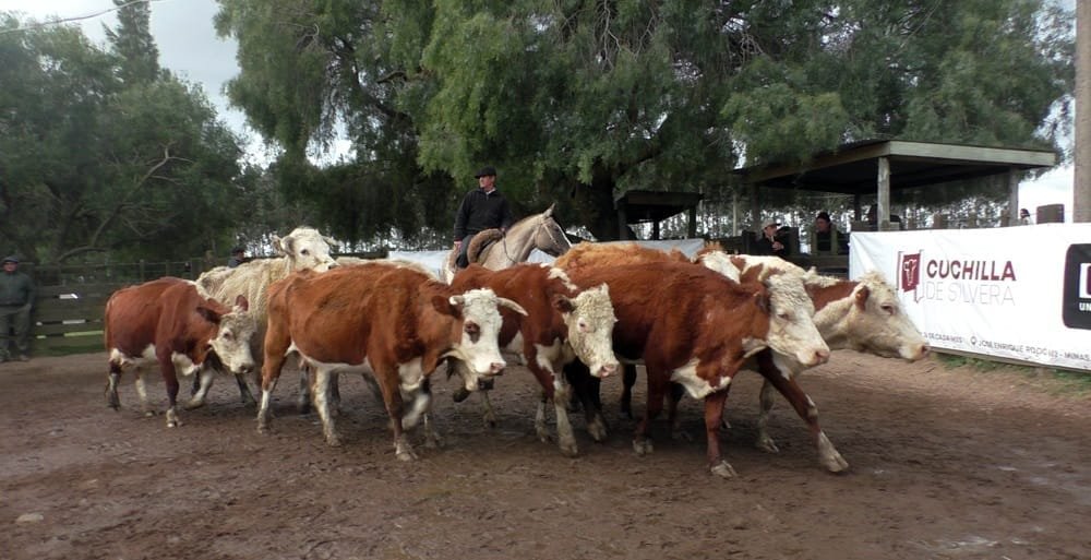 Cuchilla de Silvera SRL y Gustavo Basso Negocios Rurales: firmeza y valores destacados para surtida oferta.