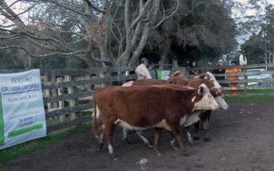 La agilidad pautó la pista de Don Jacinto.