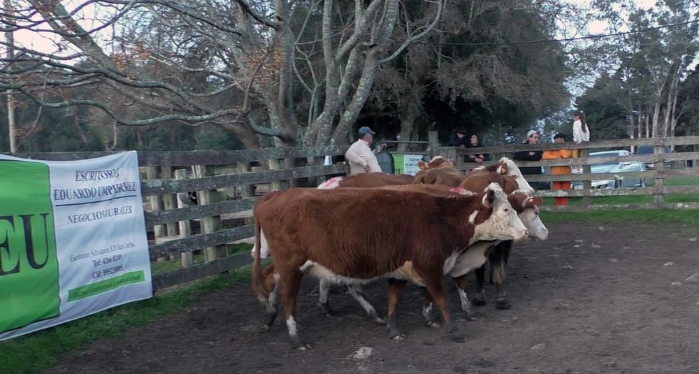 La agilidad pautó la pista de Don Jacinto.