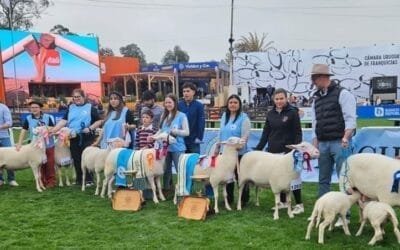 Excelente nivel de Frisona Milchschaf en la Expo Prado.