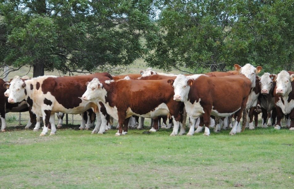 Esta semana Pantalla Uruguay rematará 8.511 vacunos y 1.978 ovinos.