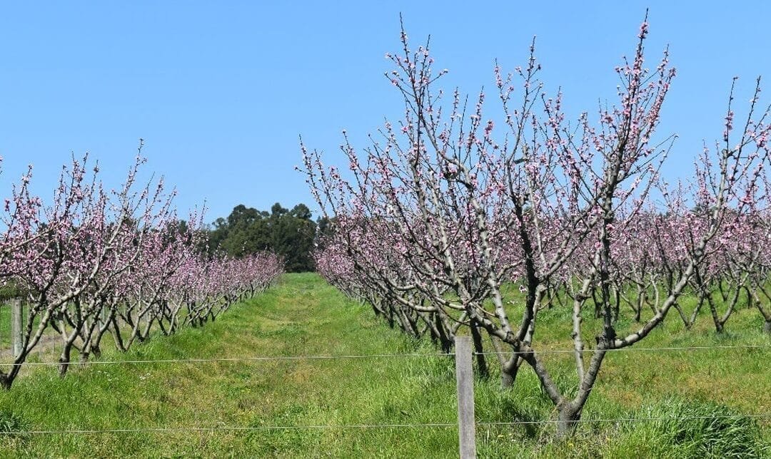 El cambio de estación, las vacaciones y las importaciones también juegan en el mercado de granja.