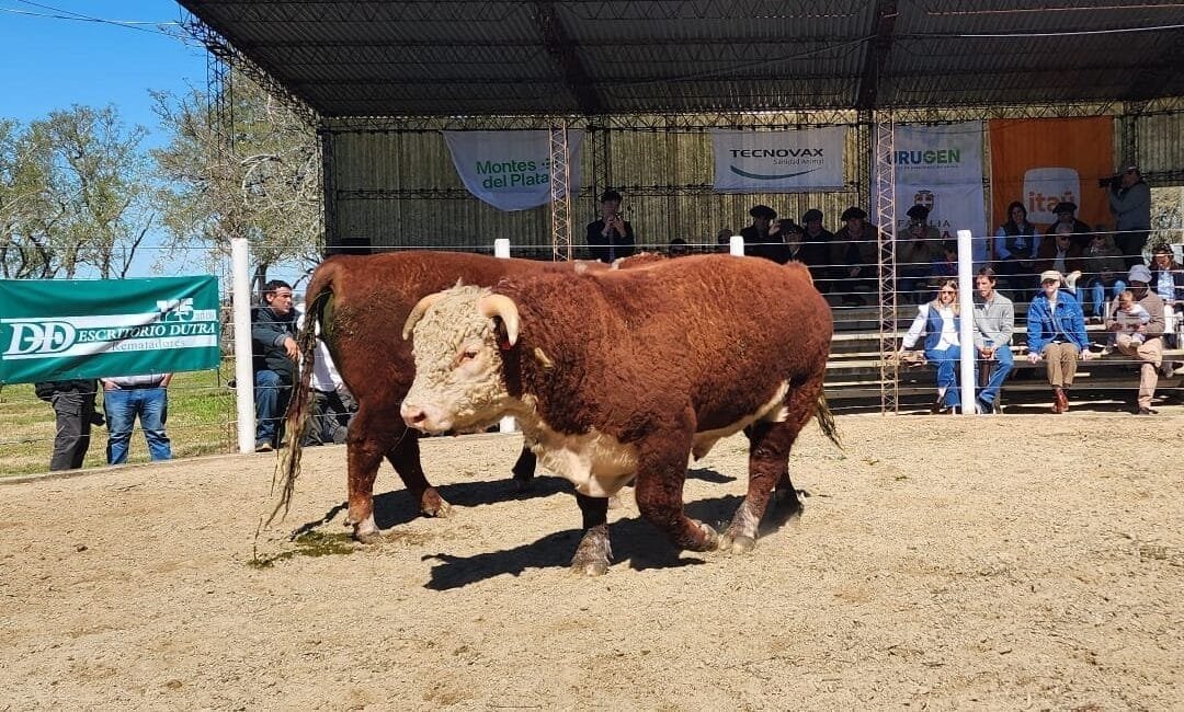 En una hora se vendieron los toros Hereford en Kiyú: US$ 3.617 de promedio.