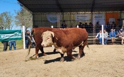 En una hora se vendieron los toros Hereford en Kiyú: US$ 3.617 de promedio.