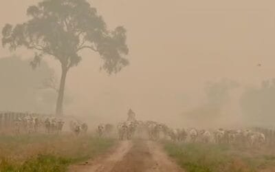 En Bolivia, Brasil y ahora también en Argentina y Paraguay: los incendios forestales y agrícolas.