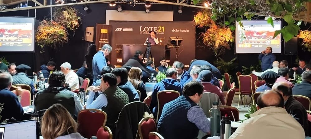 99% de colocación en el remate de Lote 21 en la Expo Prado.