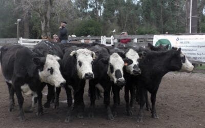 Esc. Montero & Fernández: pista del Campanero mostró firmeza y buenos valores.
