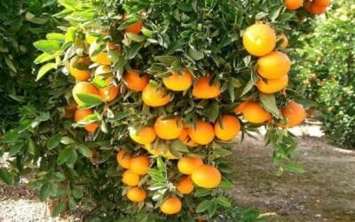 Las mayores producciones cítricas del país fueron de naranjas y limones.