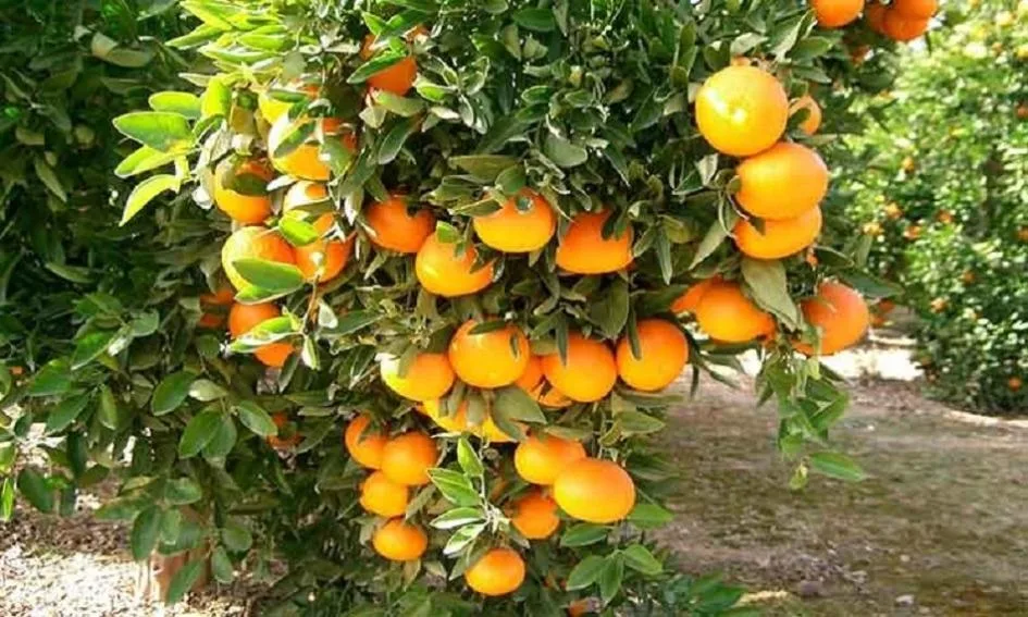 Las mayores producciones cítricas del país fueron de naranjas y limones.