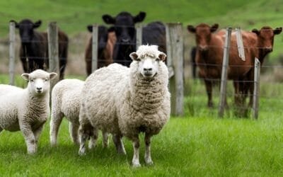 Ing. Santos de frigorífico San Jacinto: el compartimento y la faena kosher, dos ejes de trabajo ovino.