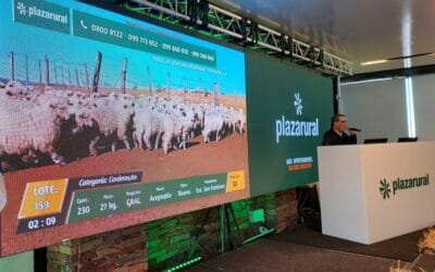 Plaza Rural vendió más 98% de la oferta, el remate se retoma hoy a las 09.00 horas.