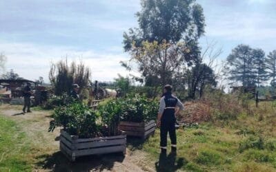 Argentina destruyó 2.450 plantas cítricas en prevención de HLB.
