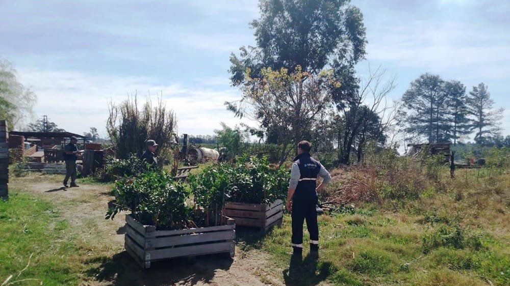 Argentina destruyó 2.450 plantas cítricas en prevención de HLB.