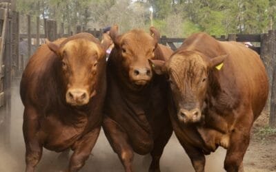 Argentina. En un clima de mucha cautela, los toros recuperan terreno con miras a próximo ciclo.