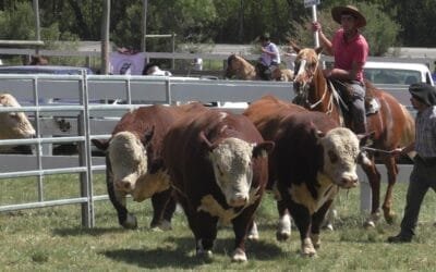 Se viene la 83ª Expo Campanero.