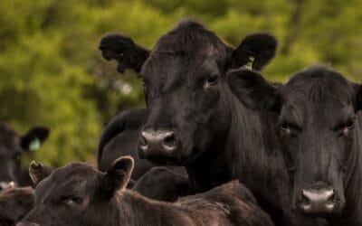 Hoy comienza Plaza Rural, en tres días se ofertarán más de 19.000 vacunos.