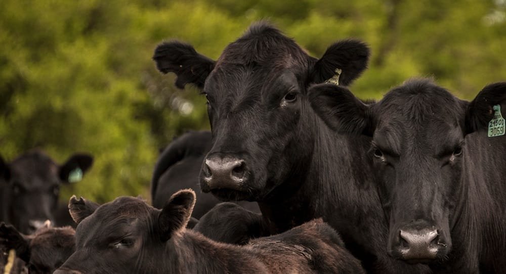 Hoy comienza Plaza Rural, en tres días se ofertarán más de 19.000 vacunos.