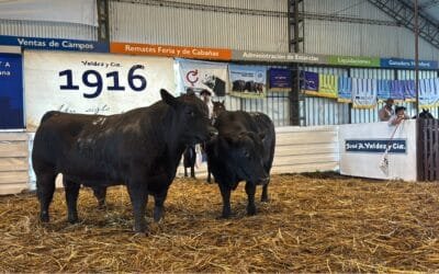 Los toros de Genética Marca Registrada promediaron en US$ 3.598.