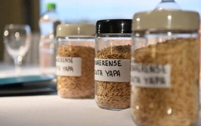 Argentina presentó la primera avena apta celíacos.